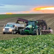 sugarbeets field