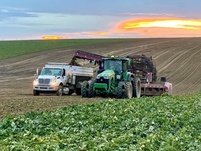 sugarbeets field